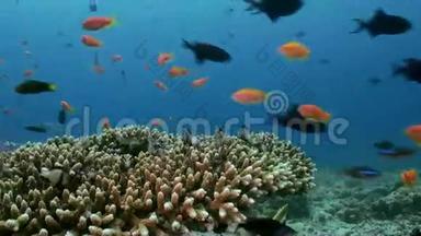 珊瑚礁上的热带小五彩鱼群